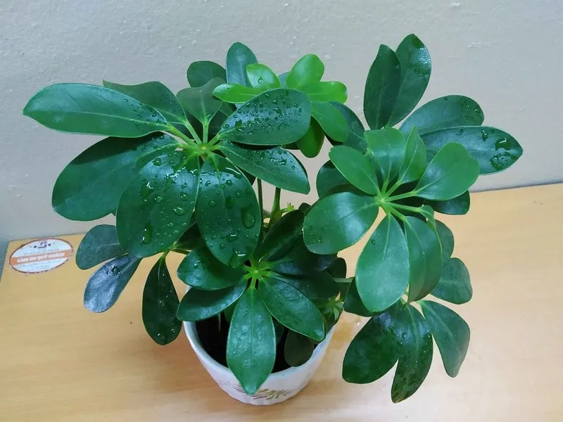 Dễ dàng lựa chọn nơi mua cây ngũ gia bì uy tín