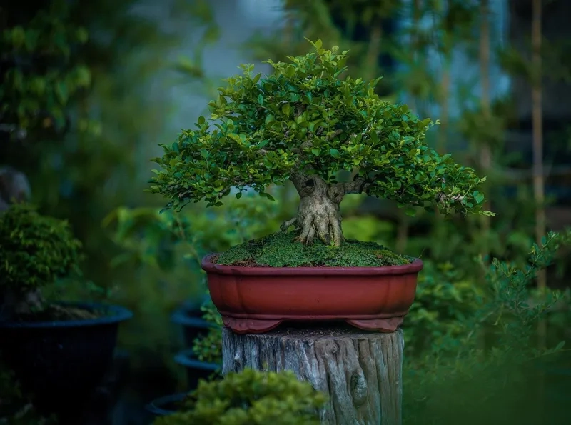 Gốc nguyệt quế cổ thụ to sần