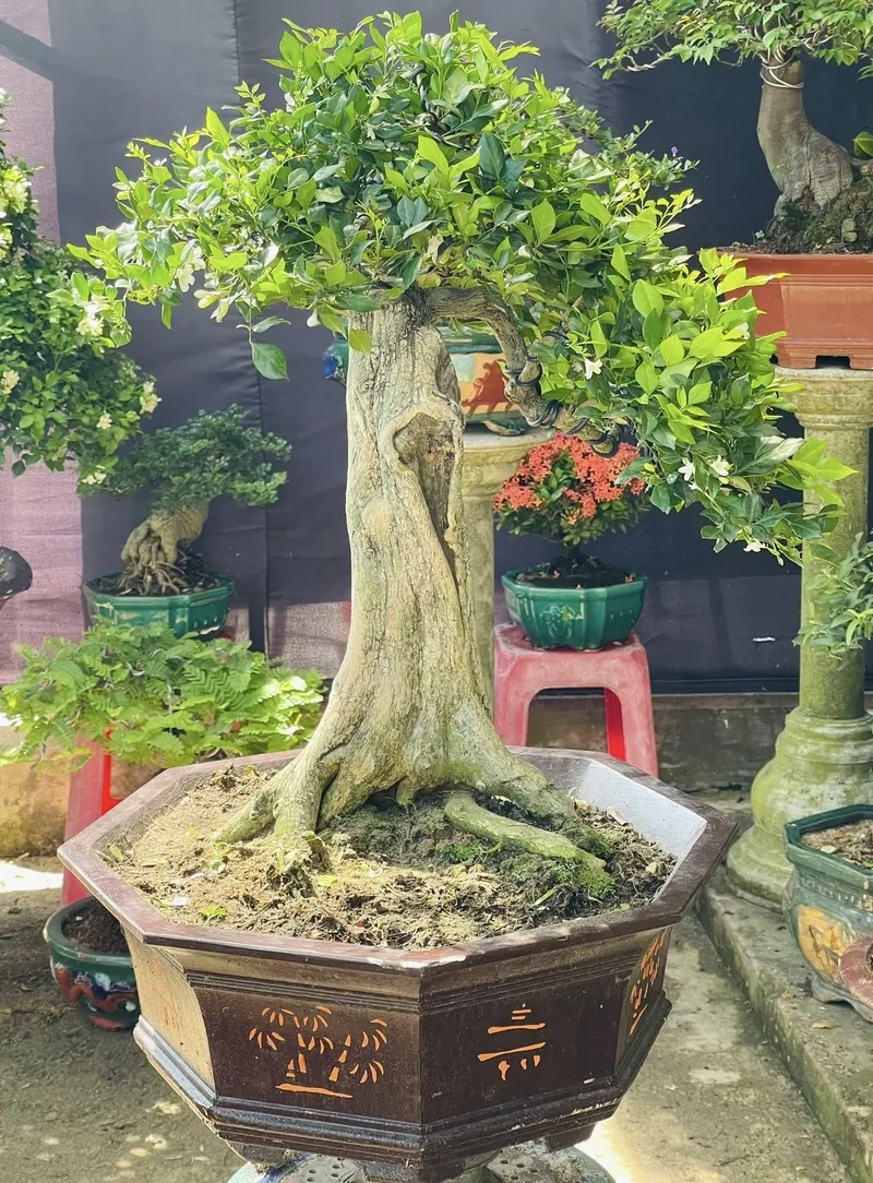 Kỹ thuật uốn cây nguyệt quế nghệ