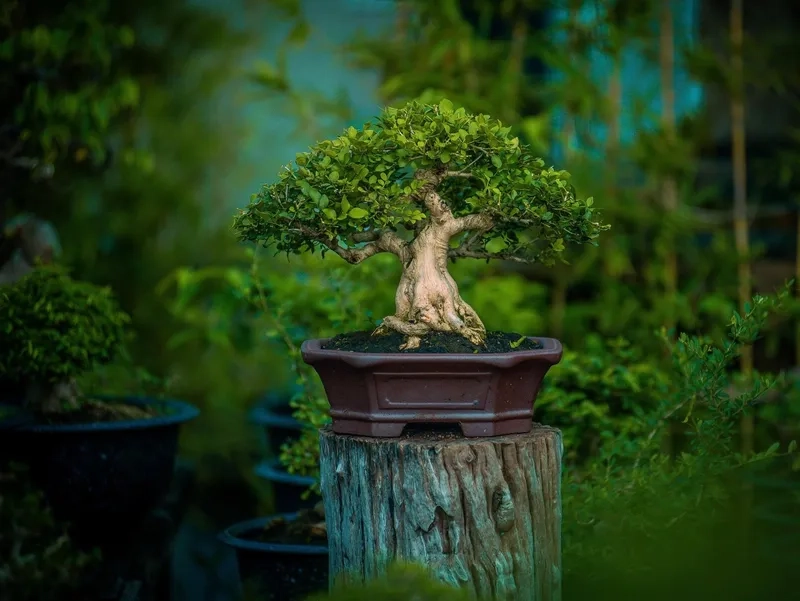 Cách tỉa cành nguyệt quế chuẩn