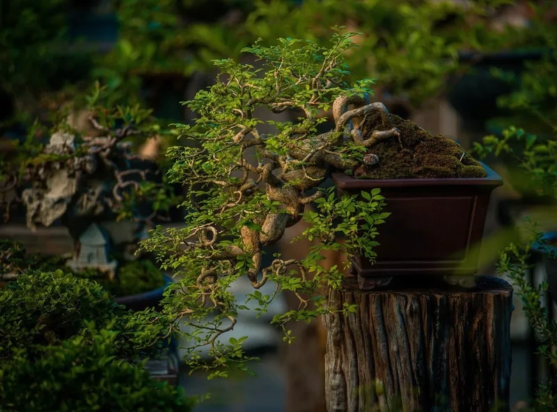 Mẫu nguyệt quế lá nhỏ tinh tế