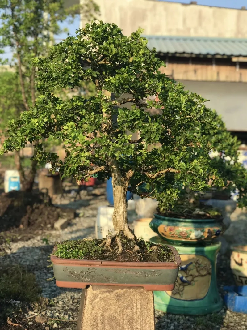 Gốc nguyệt quế thân nu cổ kính