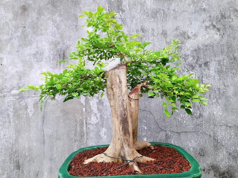 Thưởng mùi thơm hoa nguyệt quế