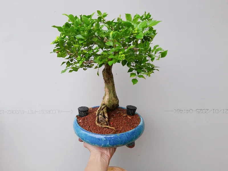 Chữa nguyệt quế bị vàng lá nhanh