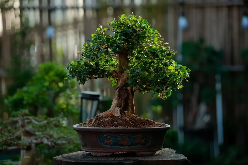 Mẫu nguyệt quế lá cách lạ