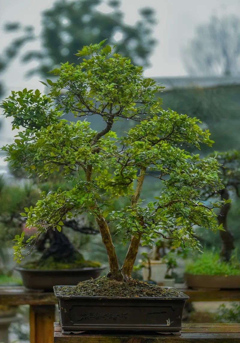 Xem giá cây nguyệt quế bonsai
