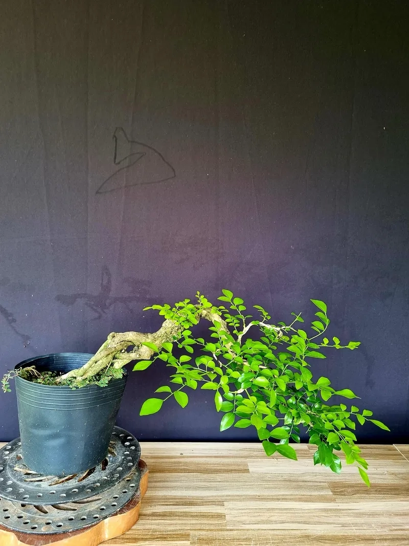 Thế nguyệt quế dáng trực uy nghi