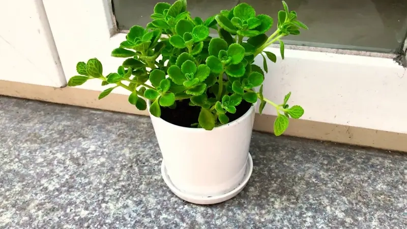 Cây Nhất Mạt Hương thơm dịu xanh mát trang trí nhà