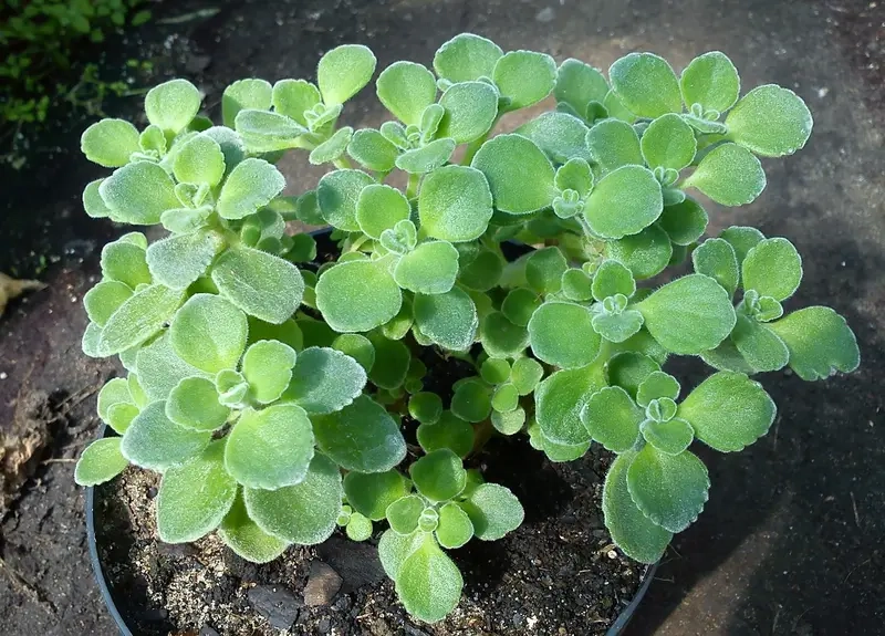 Ý nghĩa cây Nhất Mạt Hương gắn liền bình an