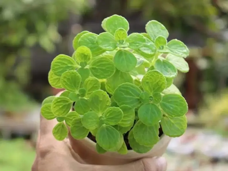 Cây cảnh Nhất Mạt Hương nhỏ gọn thơm tự nhiên