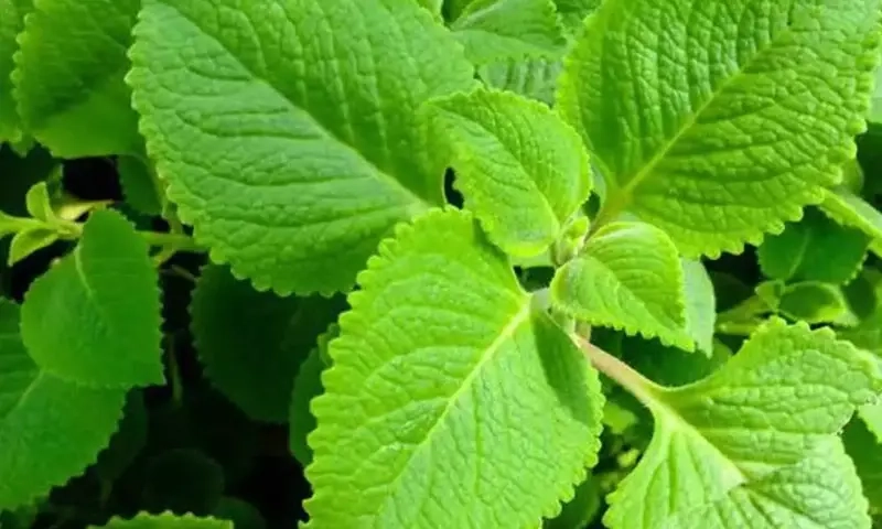 Cây Nhất Mạt Hương có hoa không nhiều người hỏi