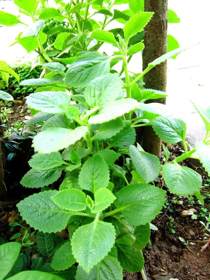 Cây Nhất Mạt Hương có trồng trong nhà được không