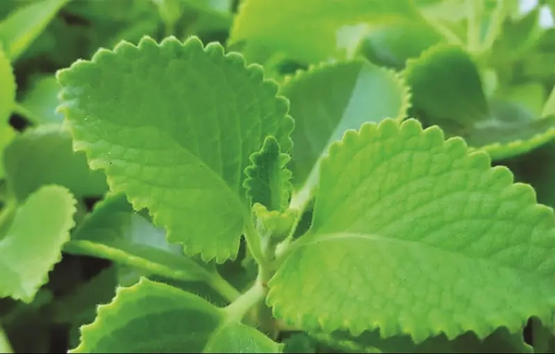 Cây Nhất Mạt Hương hợp tuổi nào theo phong thủy