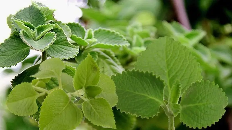 Cây phong thủy Nhất Mạt Hương hút tài lộc