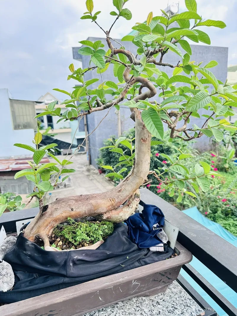 Thế ổi bonsai dáng trực đẹp