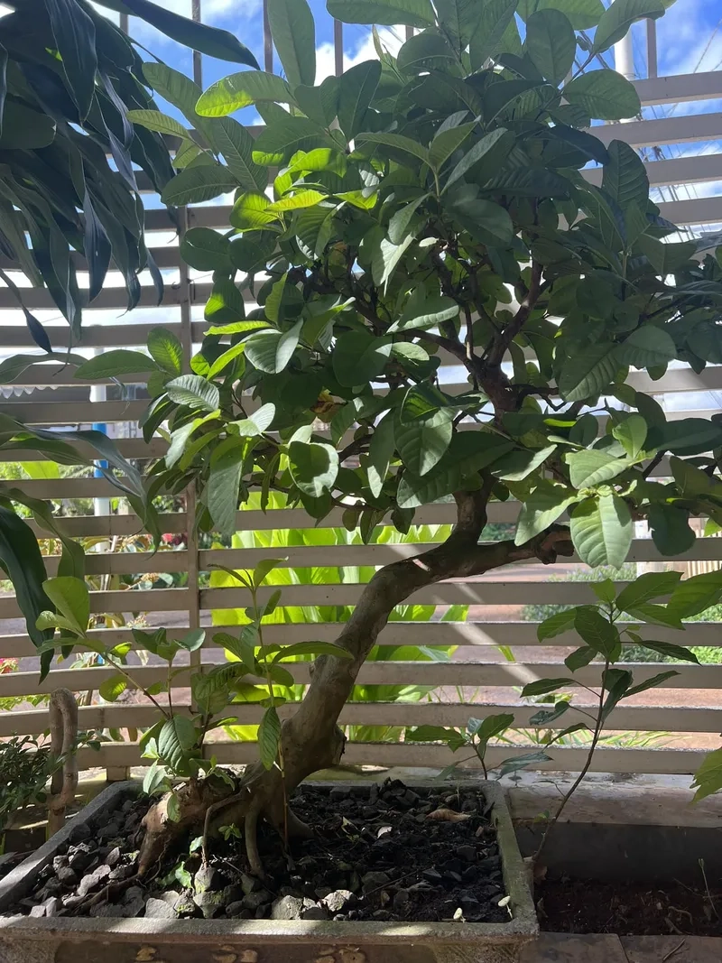 Kiểu ổi thác đổ phóng khoáng