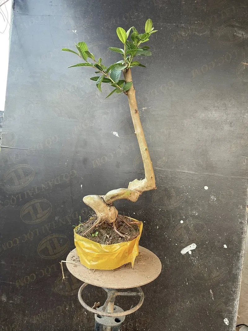Vẻ đẹp ổi sim bonsai tím