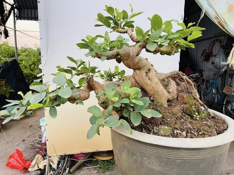 Trị sâu bệnh trên cây ổi tốt