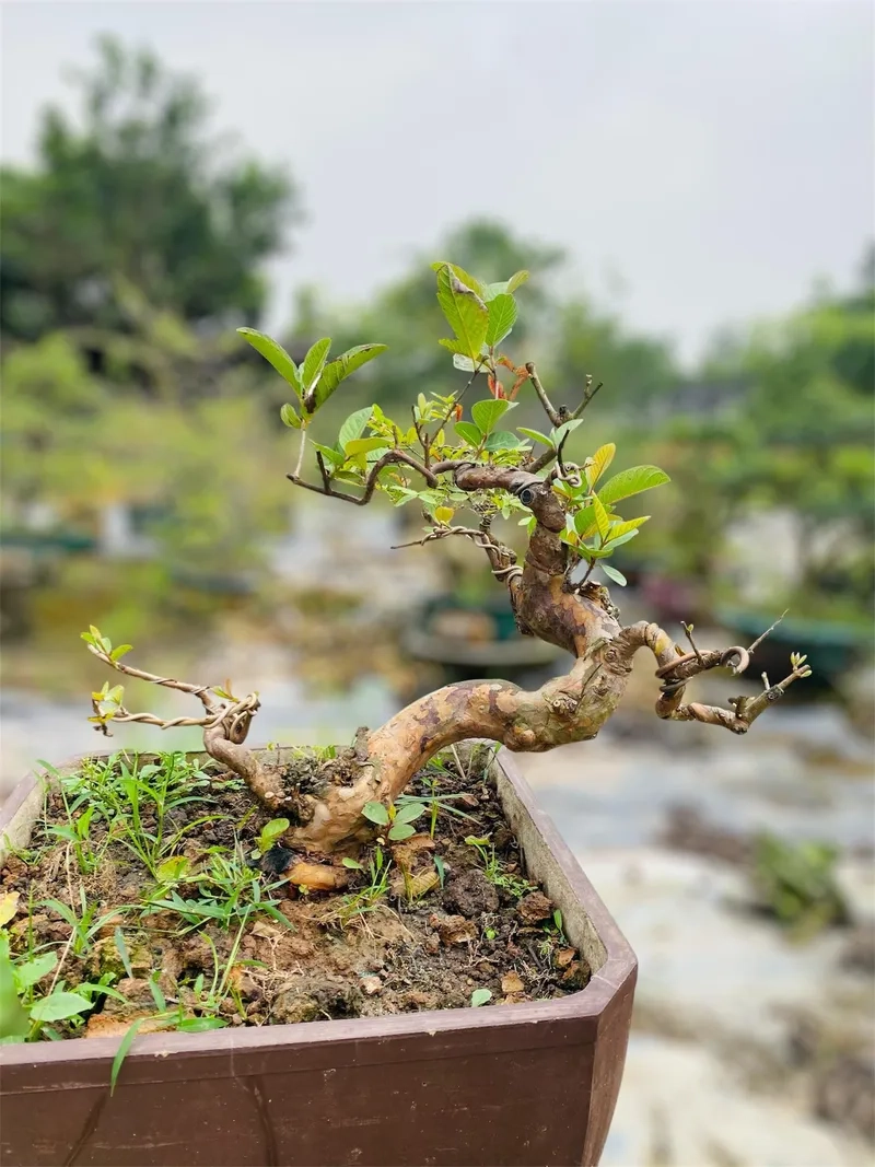 Mẫu ổi bonsai nghệ thuật chất