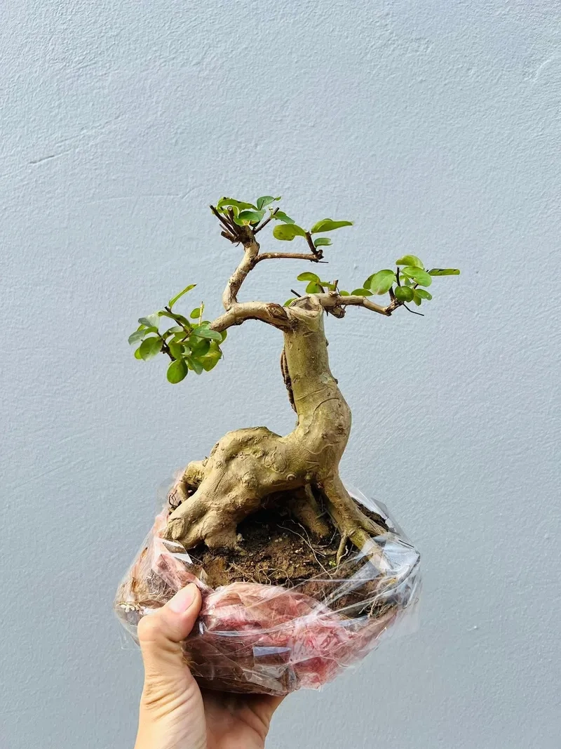 Xem giá cây ổi bonsai mới