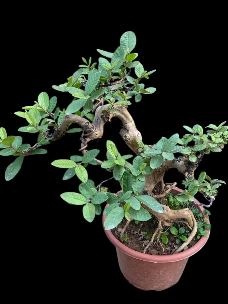 Dòng ổi lá rí bonsai xanh