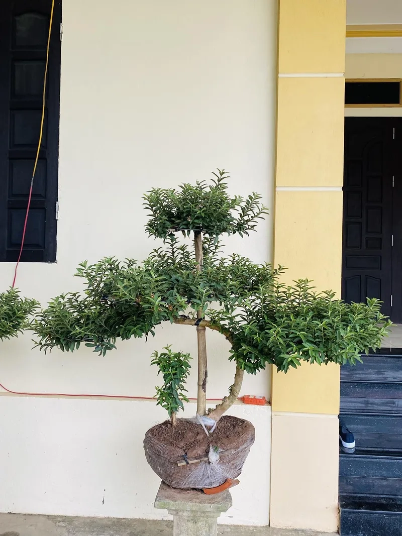 Cách uốn cây ổi đẹp nghệ