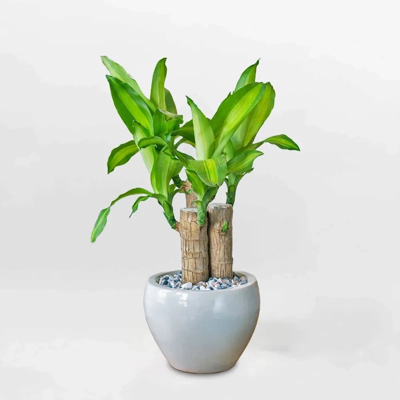 Vẻ đẹp mạnh mẽ giúp phát tài núi được nhiều người yêu