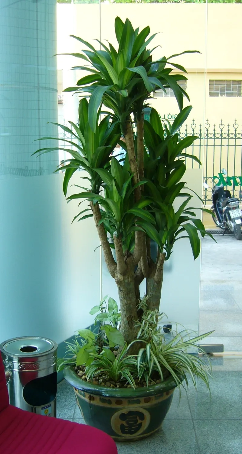 Bàn làm việc thêm sinh khí nhờ cây kim phát tài