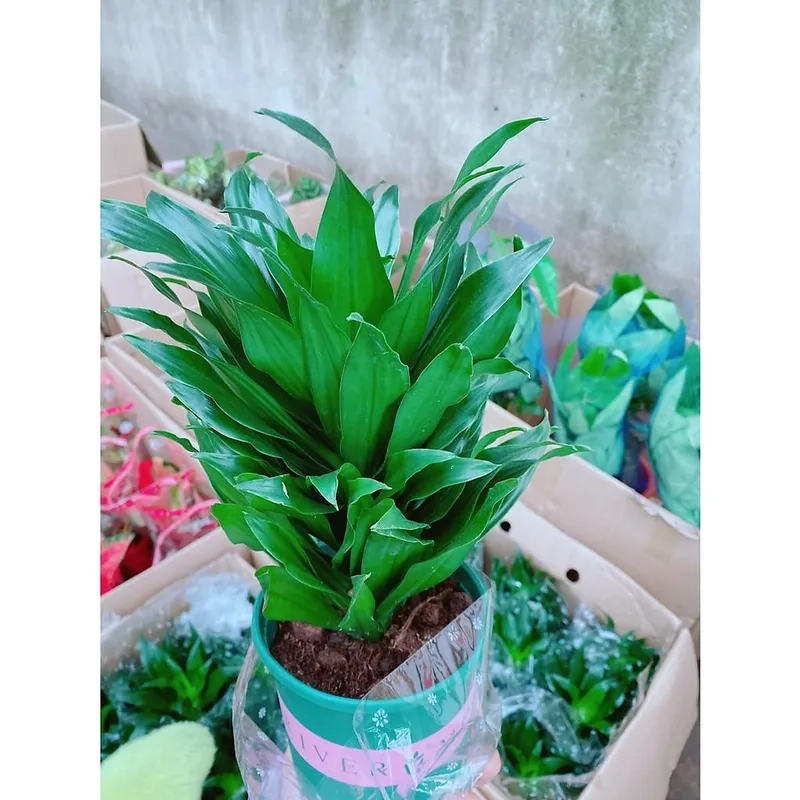 Bàn làm việc gọn gàng hơn với cây phát tài để bàn