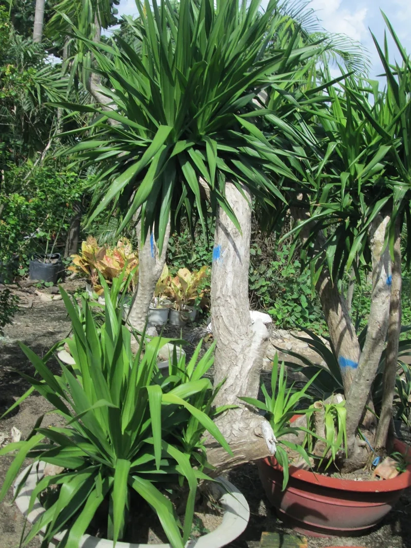 Nhiều công ty trưng bày cây phát tài văn phòng