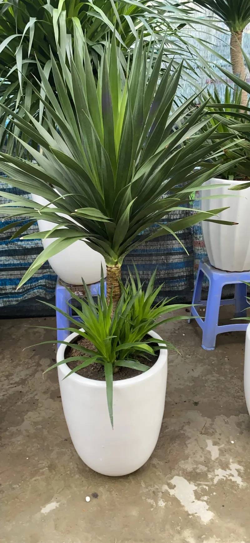 Nhiều người tìm hiểu ý nghĩa cây phát tài