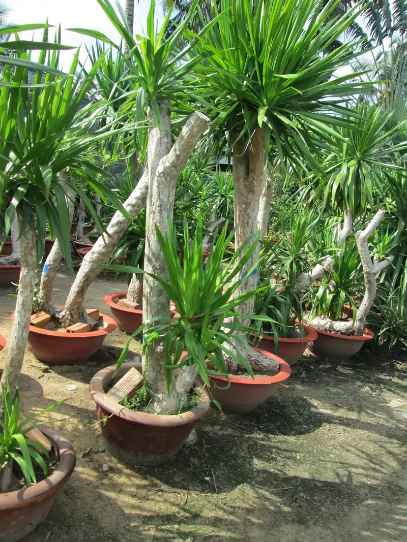 Khám phá tác dụng của Cây Phát Tài Núi mang may mắn và tài lộc