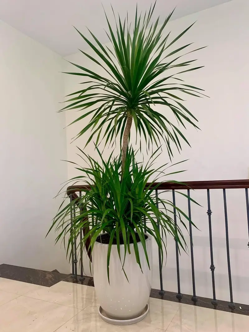 Tìm hiểu ý nghĩa của Cây Phát Tài Núi trong phong thủy và cuộc sống