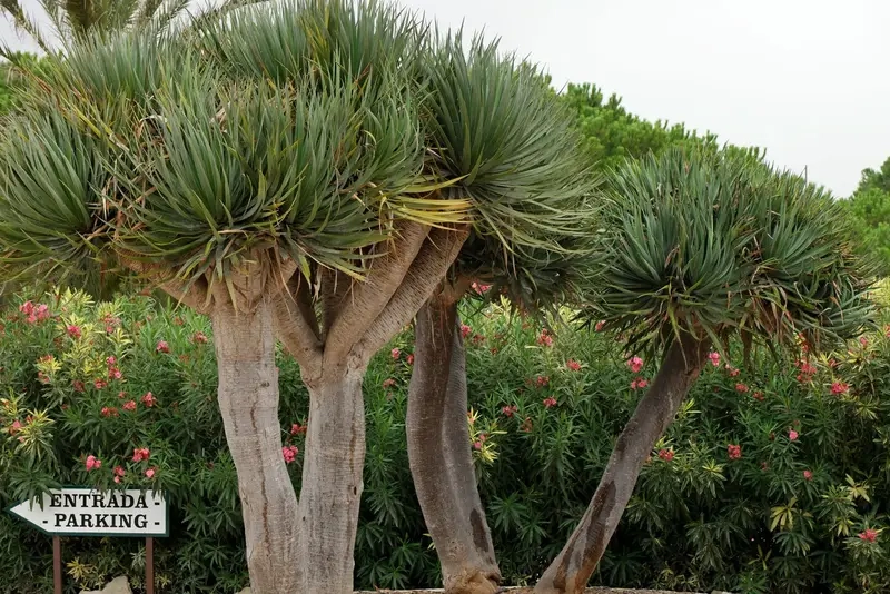 Hướng dẫn chăm sóc Cây Phát Tài Núi luôn xanh tươi và khỏe mạnh