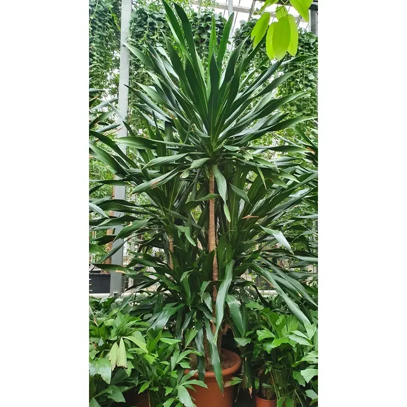 Chậu trồng Cây Phát Tài Núi giúp cây phát triển tốt và bền lâu