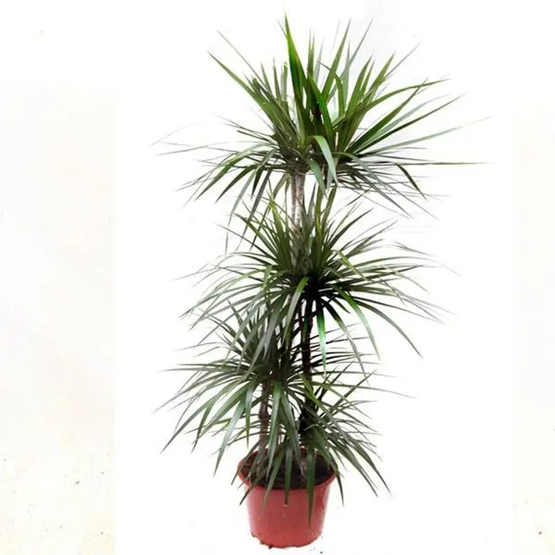 Tham khảo Cây Phát Tài Núi giá bao nhiêu và lựa chọn hợp lý