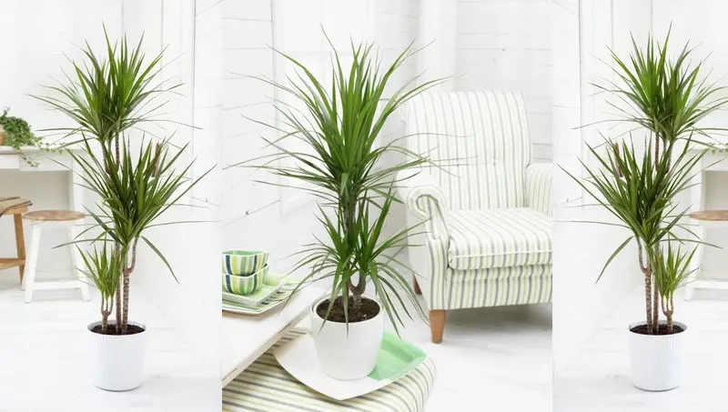 Cây Phát Tài Núi hợp với tuổi nào mang lại may mắn và thịnh vượng