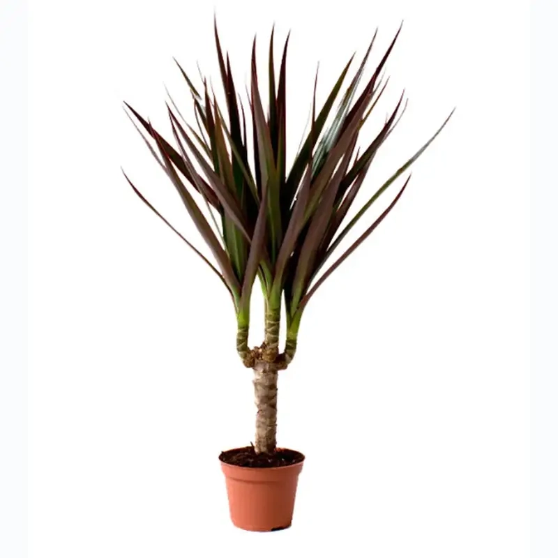 Hình ảnh Cây Phát Tài Núi sống động và thu hút người xem