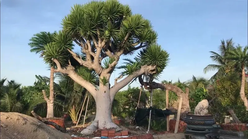 Khám phá nguồn gốc Cây Phát Tài Núi và lịch sử phát triển