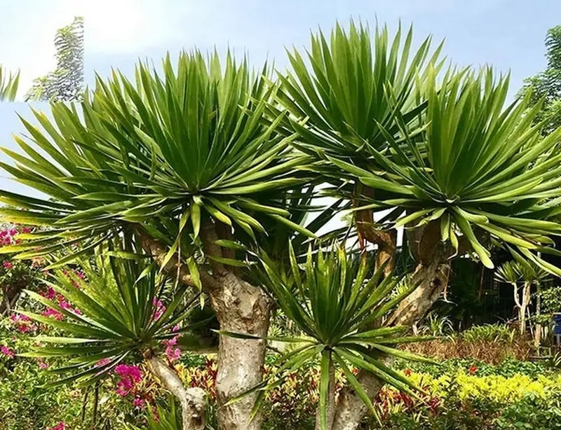 Phong thủy Cây Phát Tài Núi mang năng lượng tích cực cho gia chủ