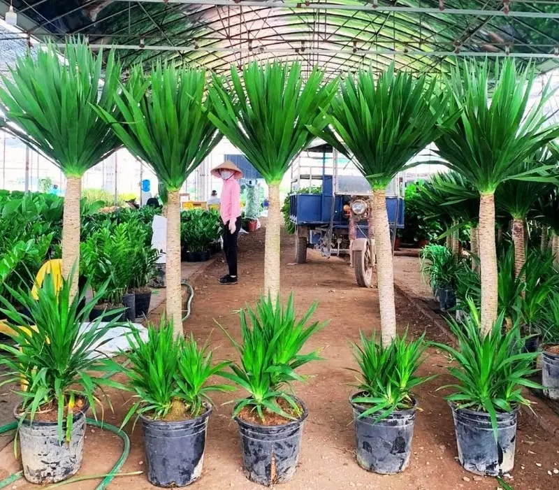 Lá Cây Phát Tài Núi xanh mướt tạo không gian tươi mới và thư giãn