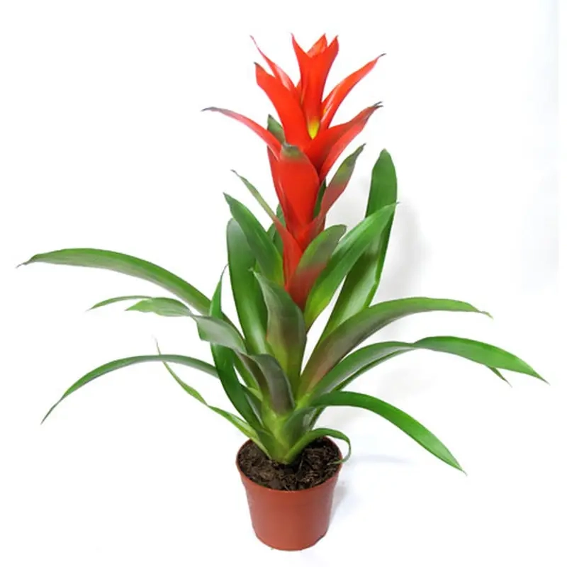 Cây phong thủy hợp tuổi 12 con giáp tăng vượng khí