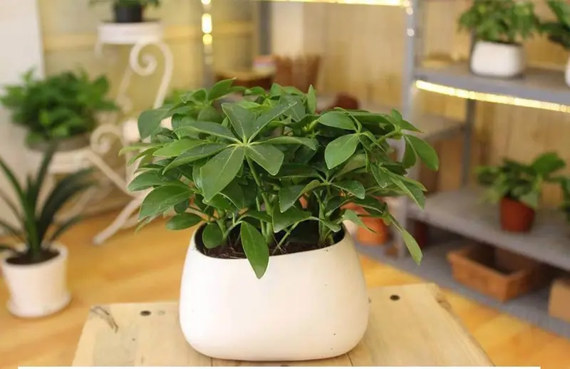 Cây phong thủy theo tuổi sinh năm nào dễ áp dụng