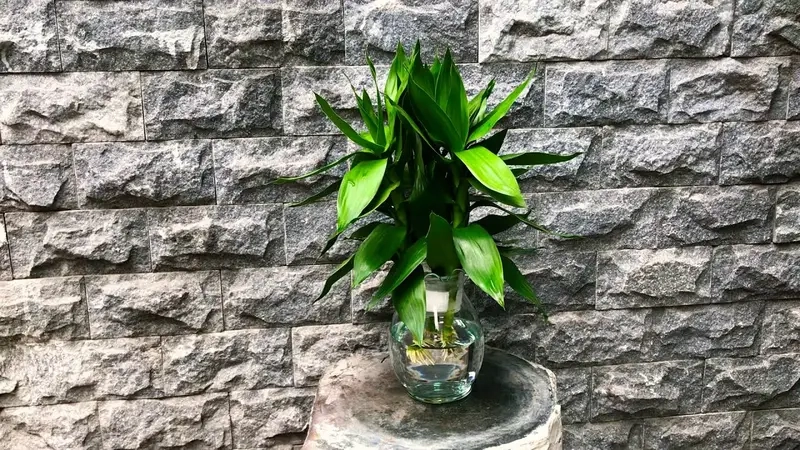 Cây phong thủy phù hợp với tuổi tạo năng lượng tốt