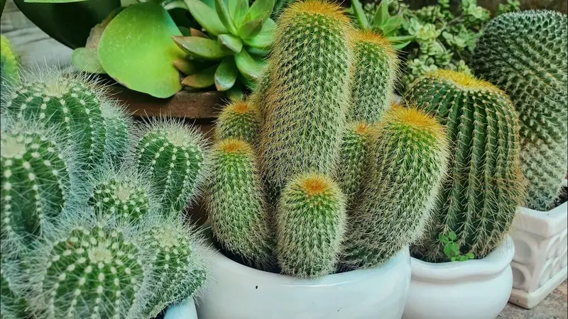 Cây cảnh phong thủy cho 12 con giáp dễ chọn