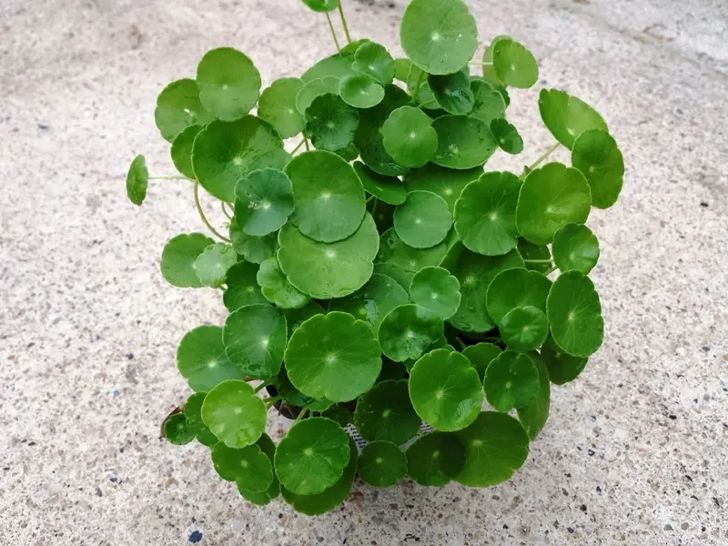 Danh sách cây phong thủy theo tuổi dễ tham khảo