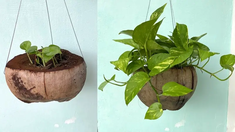 Cây phong thủy theo tuổi và mệnh hài hòa