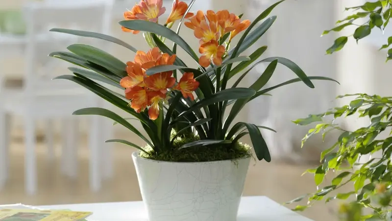 Hướng dẫn chọn cây phong thủy theo tuổi chi tiết