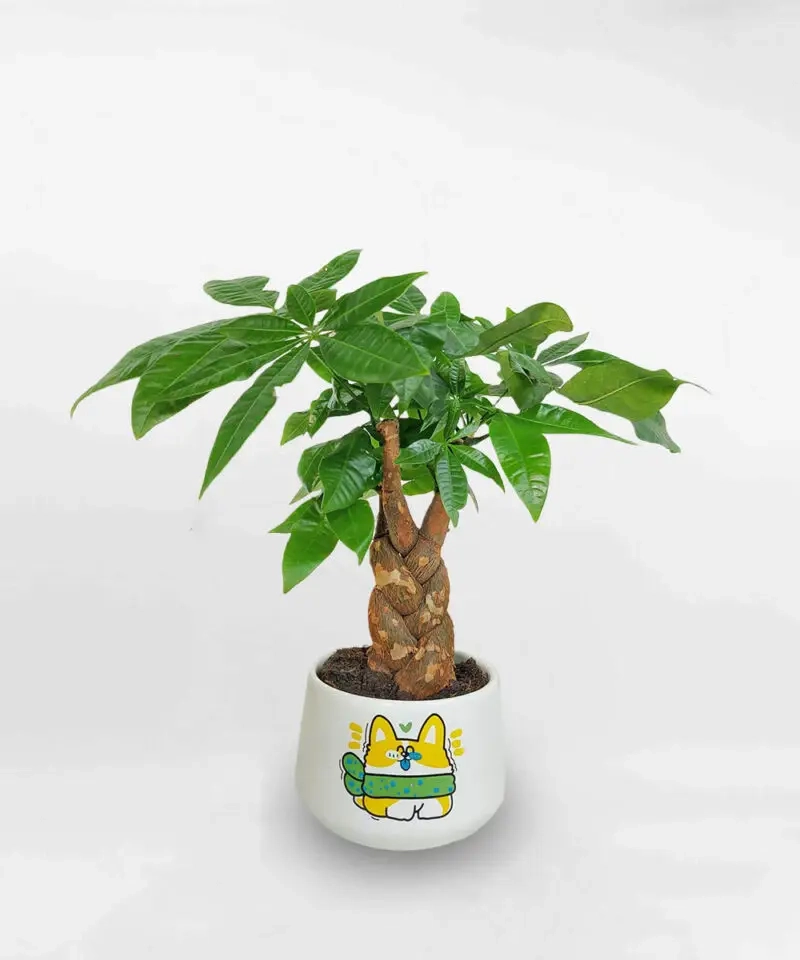 Cây phong thủy theo tuổi có tác dụng gì rõ ràng