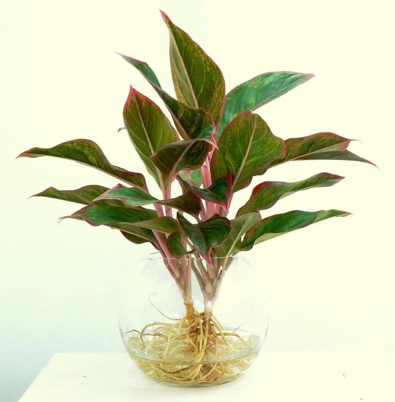 Gia tăng vượng khí với cây phú quý phong thủy trong nhà